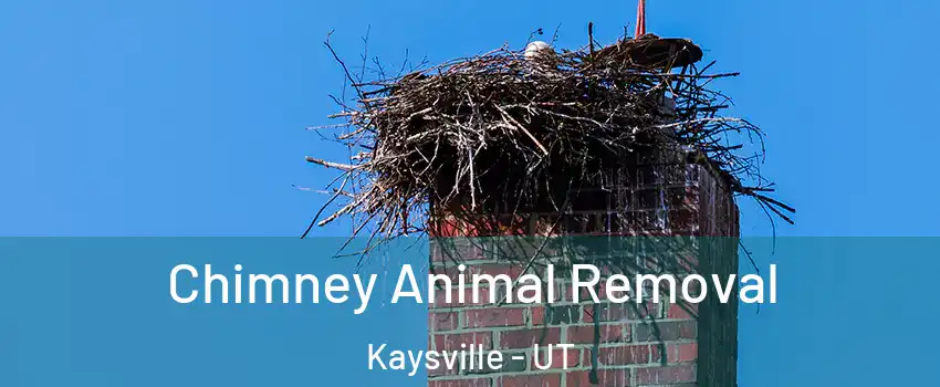 Chimney Animal Removal Kaysville - UT