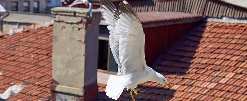 Residential Chimney Animal Removal Solution in Kaysville, UT