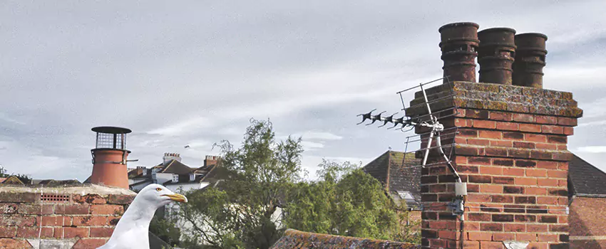 Chimney Cleaning And Restoration in Kaysville, Utah